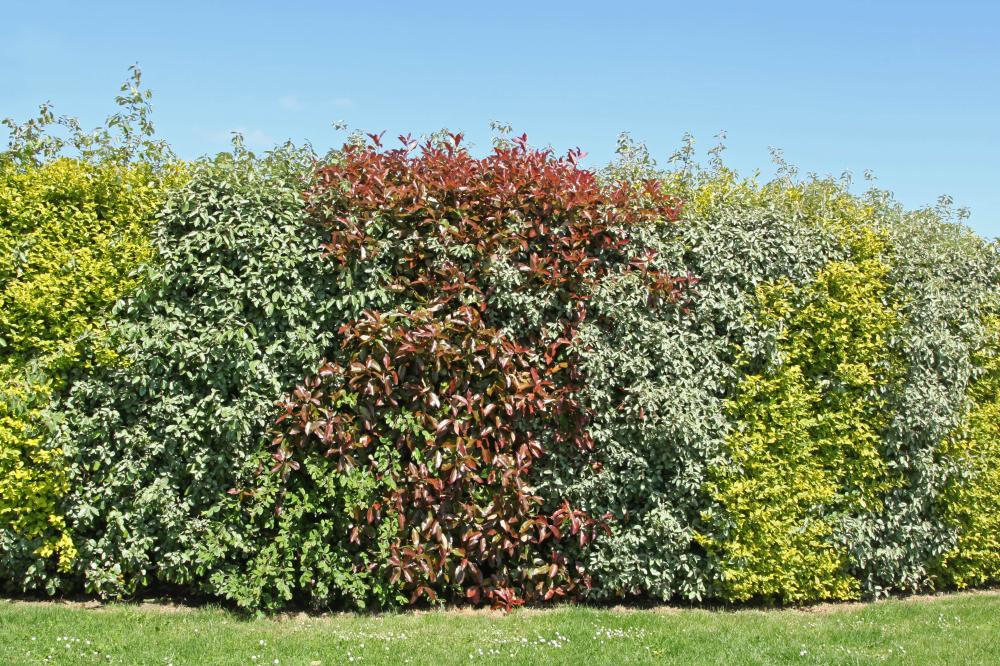 Plantes pour haies