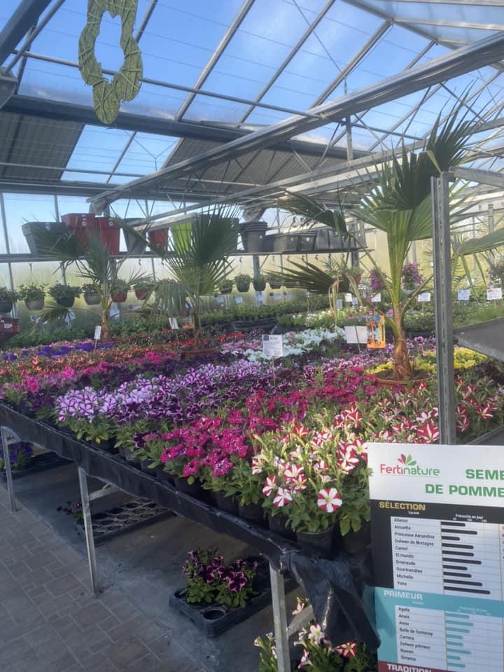 floraison estivale