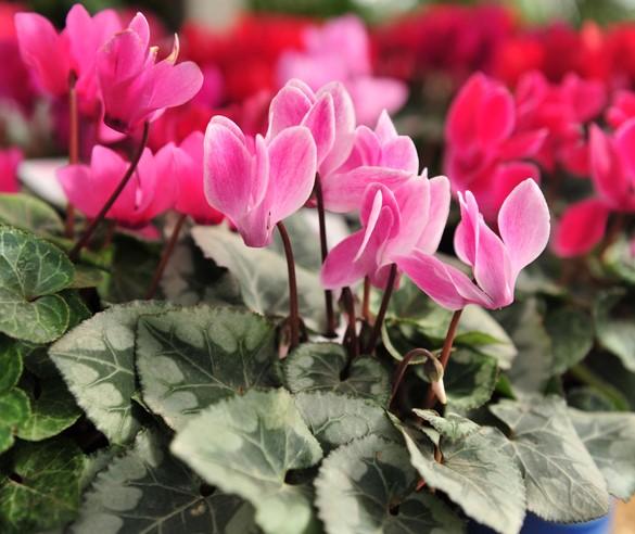 fleurs
