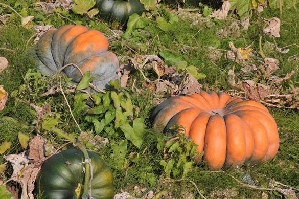légumes frais